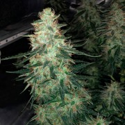 Semi di cannabis automatici femminizzati di alta qualità a predominanza Sativa