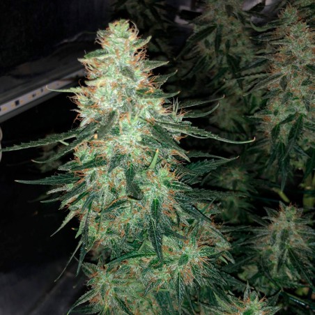 Semi di cannabis automatici femminizzati di alta qualità a predominanza Sativa