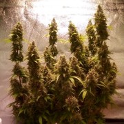 Semi di cannabis automatici femminizzati di alta qualità a predominanza Sativa