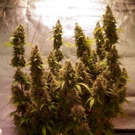 Semi di cannabis automatici femminizzati di alta qualità a predominanza Sativa