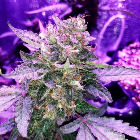 Semi di cannabis automatici femminizzati di alta qualità a predominanza Sativa