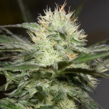 Semi di cannabis femminizzati di alta qualità a predominanza Indica