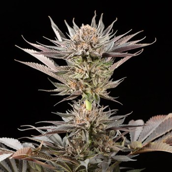 Semi di cannabis Lemon Tree 2.0 premium in collaborazione con Matthew Rockwell