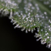 Pianta di cannabis Lemon Tree Fast fioritura rapida