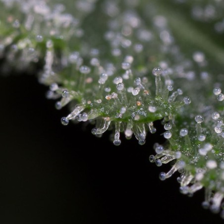 Pianta di cannabis Lemon Tree Fast fioritura rapida