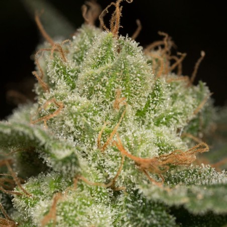 Pianta di cannabis Lemon Tree Fast fioritura rapida