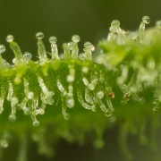 Pianta di cannabis Lemon Tree Fast fioritura rapida