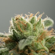 Pianta di cannabis Lemon Tree Fast fioritura rapida