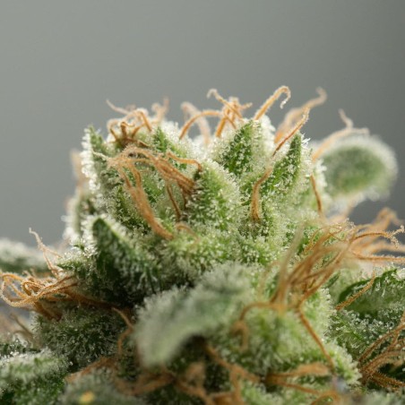 Pianta di cannabis Lemon Tree Fast fioritura rapida