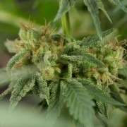 Pianta di cannabis Lemon Tree Fast fioritura rapida