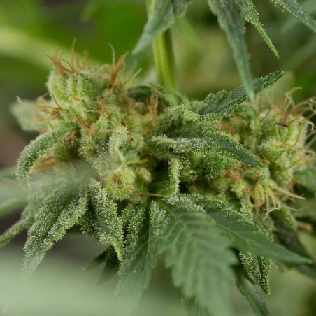 Pianta di cannabis Lemon Tree Fast fioritura rapida