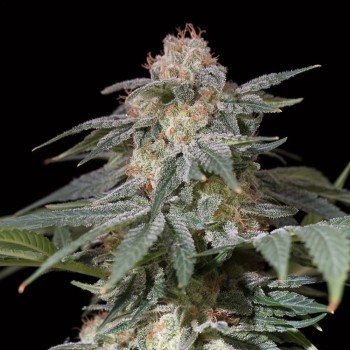 Pianta di cannabis Lemon Tree Fast fioritura rapida