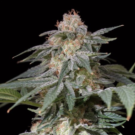 Pianta di cannabis Lemon Tree Fast fioritura rapida