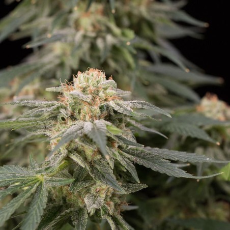 Pianta di cannabis Lemon Tree Fast fioritura rapida