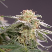 Pianta di cannabis Lemon Tree Fast fioritura rapida