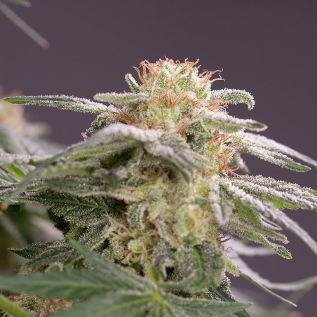 Pianta di cannabis Lemon Tree Fast fioritura rapida