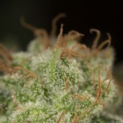 Pianta di cannabis Lemon Tree Fast fioritura rapida