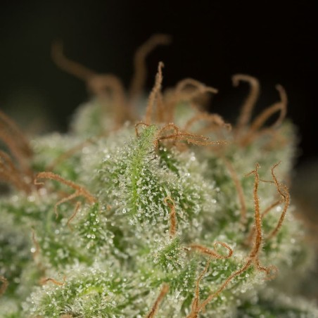 Pianta di cannabis Lemon Tree Fast fioritura rapida