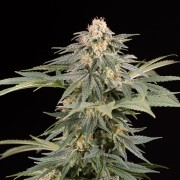 Pianta di cannabis Lemon Tree Fast fioritura rapida
