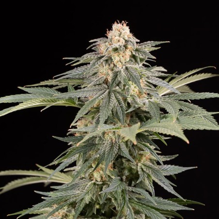 Pianta di cannabis Lemon Tree Fast fioritura rapida