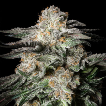Mint Candy di cannabis Mint Candy - Silent Seeds