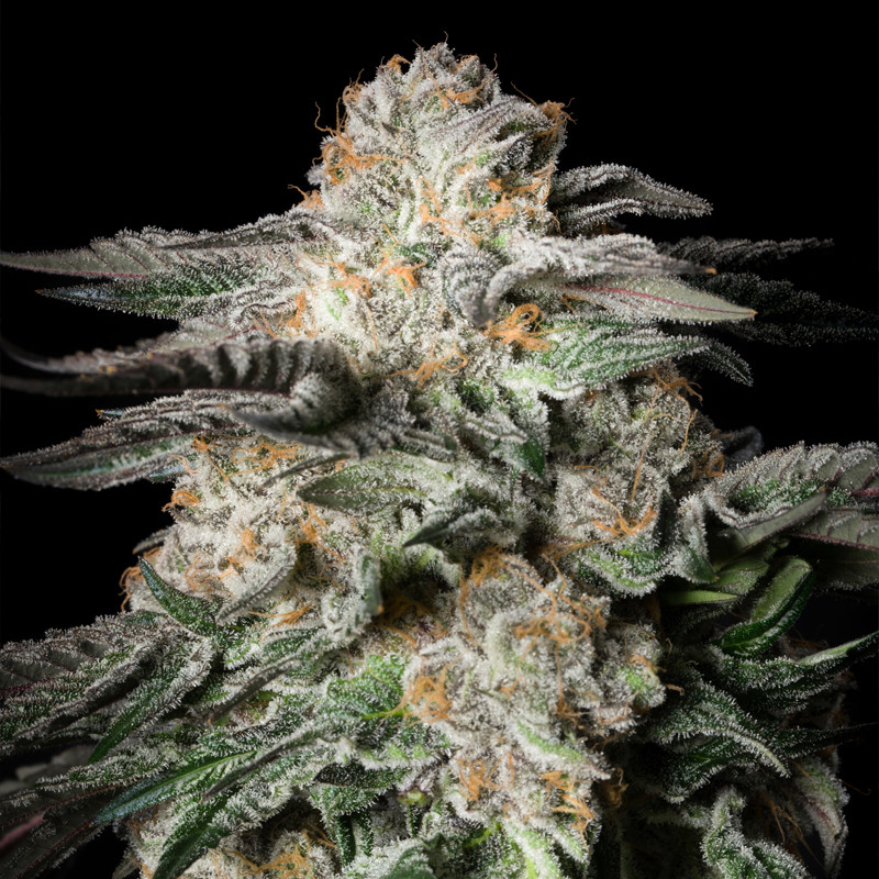 Mint Candy - 10 semi