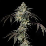 Mint Candy di cannabis Mint Candy - Silent Seeds