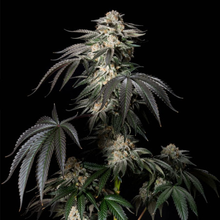 Mint Candy di cannabis Mint Candy - Silent Seeds