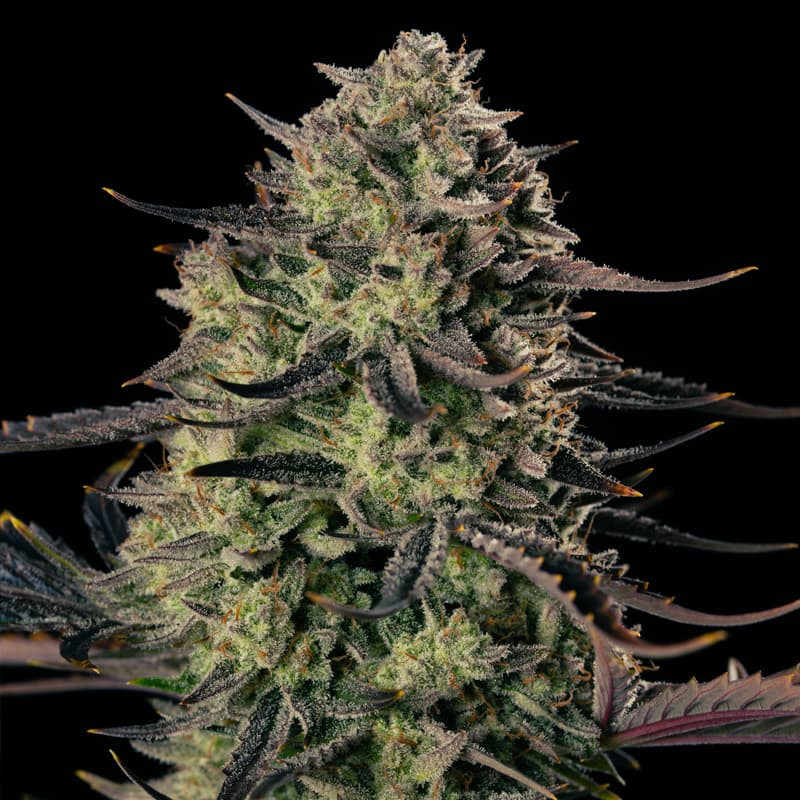 Alien Gas XXL AUTO - 10 semi