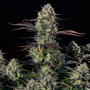 Alien Gas AUTO - Silent Seeds