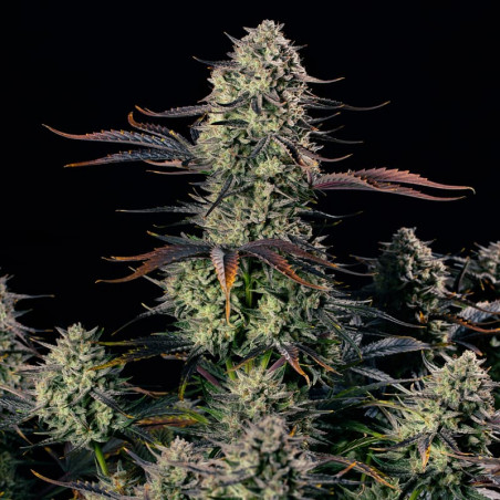 Alien Gas AUTO - Silent Seeds