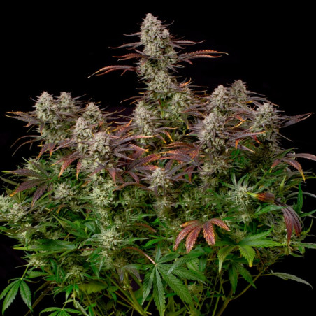 Alien Gas AUTO - Silent Seeds