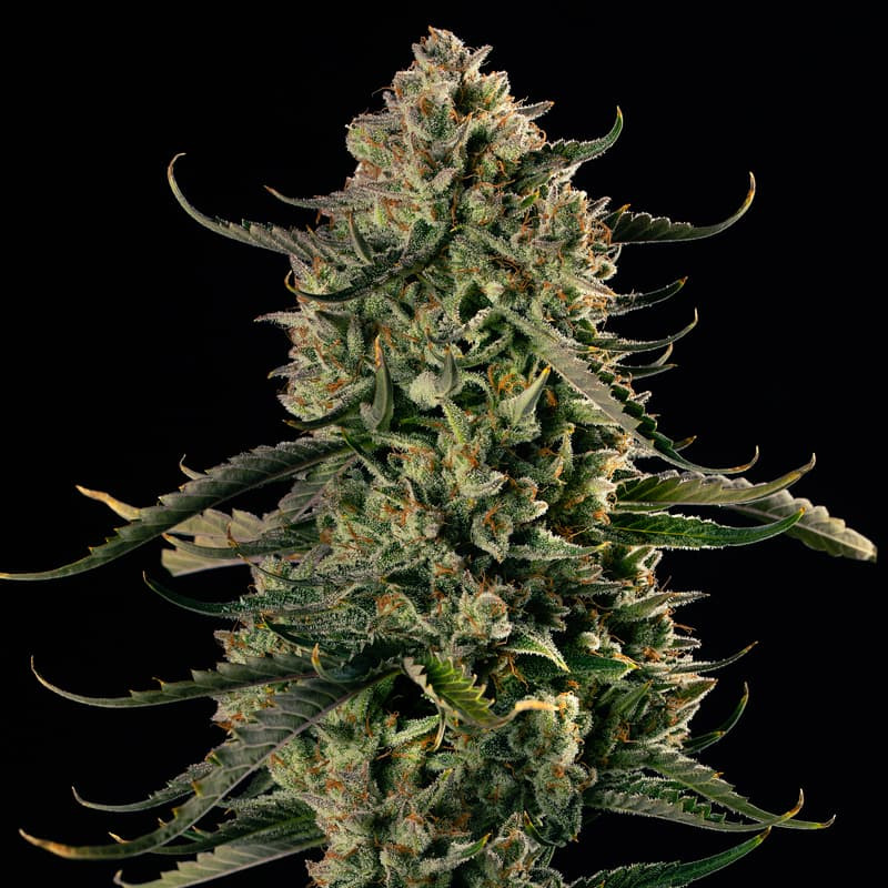 MAC Dawg XXL AUTO - 10 semi