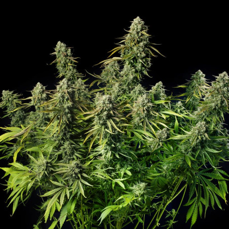 MAC Dawg AUTO - Silent Seeds