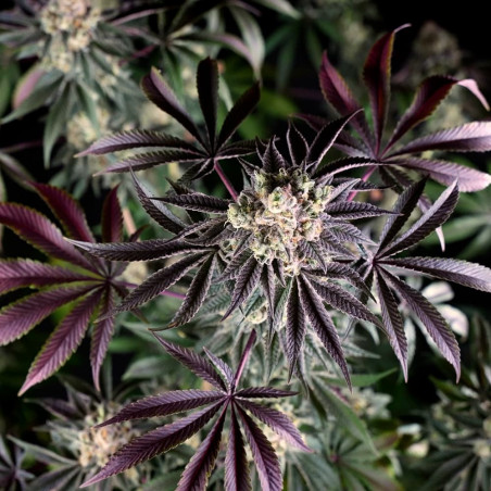 Semi di cannabis B-45 BOOBA femminizzati