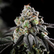 Semi di cannabis B-45 BOOBA femminizzati