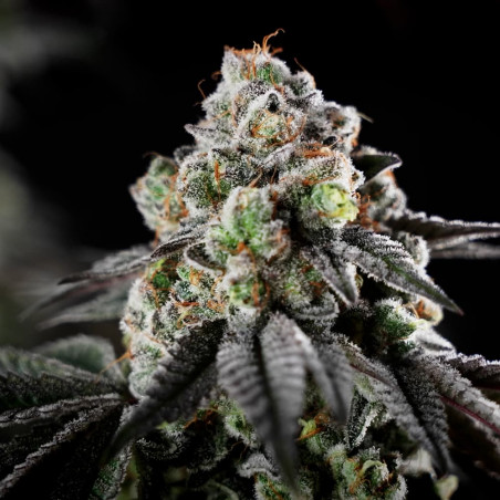 Semi di cannabis B-45 BOOBA femminizzati