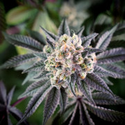 Semi di cannabis B-45 BOOBA femminizzati