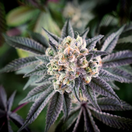 Semi di cannabis B-45 BOOBA femminizzati