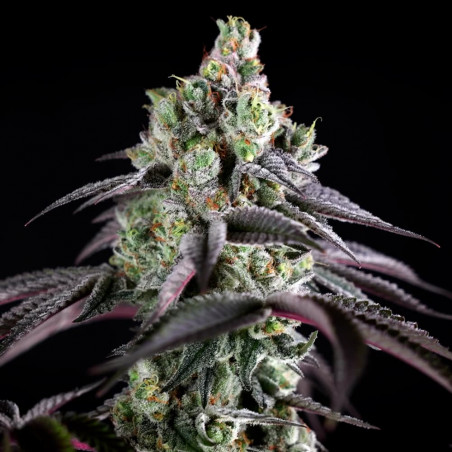 Semi di cannabis B-45 BOOBA femminizzati