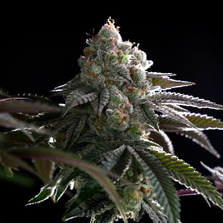 Semi di cannabis B-45 BOOBA femminizzati