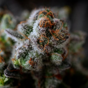 Semi di cannabis B-45 BOOBA femminizzati