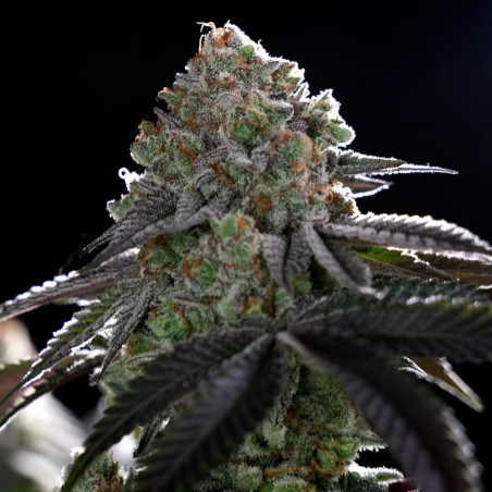 Semi di cannabis B-45 BOOBA femminizzati