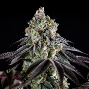 Semi di cannabis B-45 BOOBA femminizzati