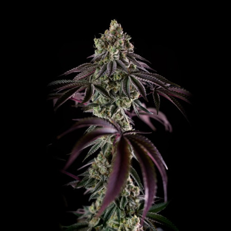 Semi di cannabis B-45 BOOBA femminizzati