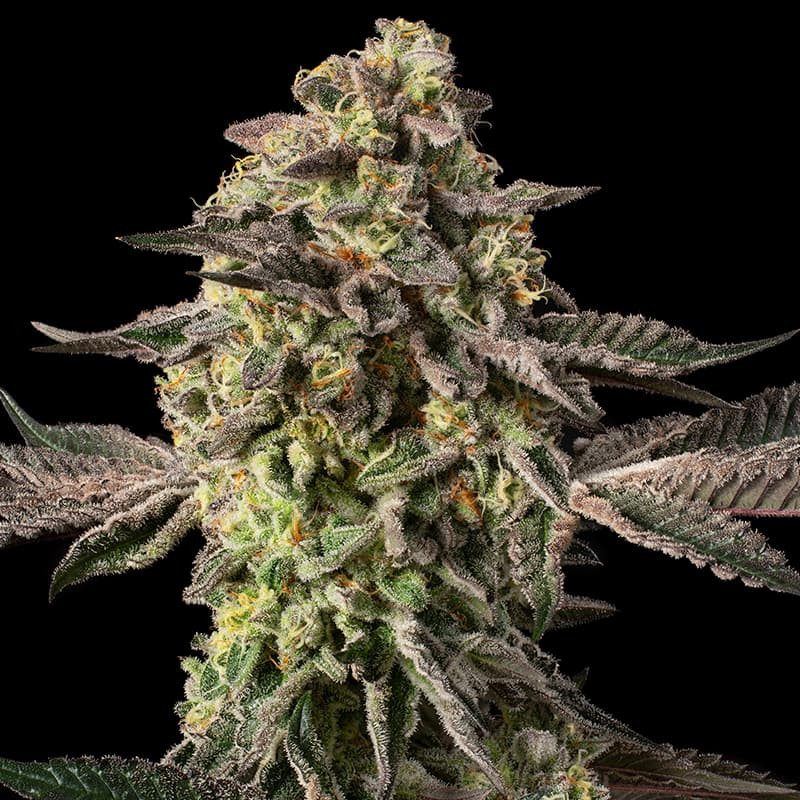 Sugar Rock di Cookies - 10 semi