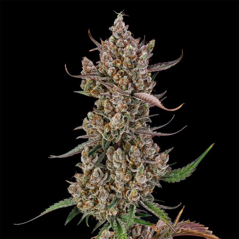 Rainbow Breath AUTO - 10 semi