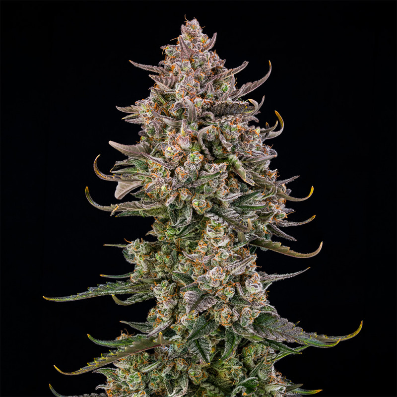Triangle Kush AUTO - 10 semi
