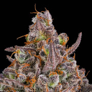 Triangle Kush AUTO