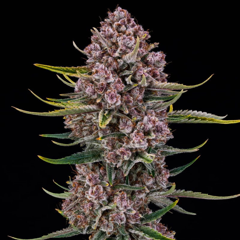 Purplenade XXL AUTO - 5 semi